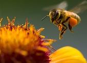 Honigpflanzen, die Sie im Garten oder auf dem Balkon anbauen können