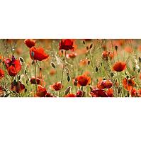 Dekorfliese Glas Mohn  20/50