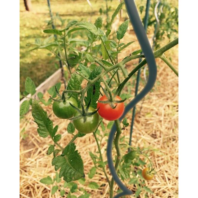 Spiralstange für Tomaten