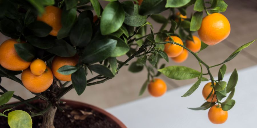 Selbstanbau – welches Substrat eignet sich am besten für Zitruspflanzen? 