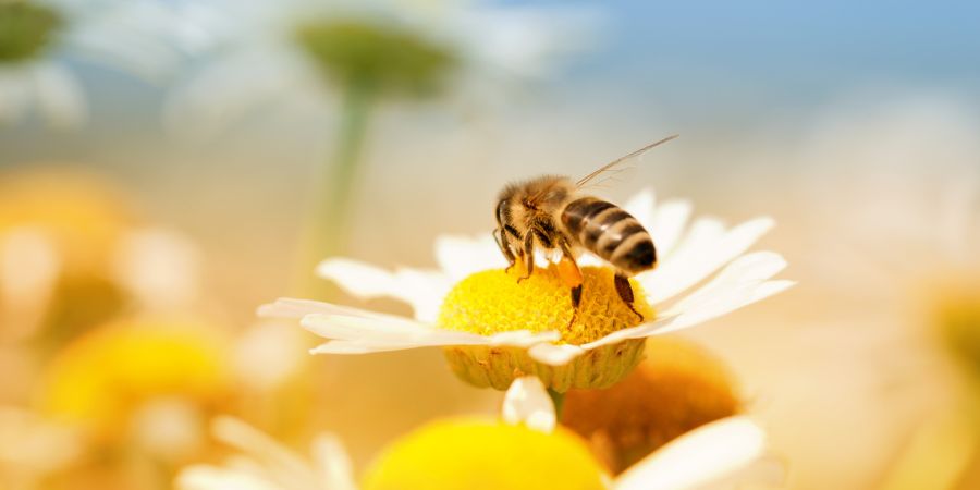 Honigpflanzen, die Sie im Garten oder auf dem Balkon anbauen können 