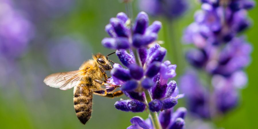 Eigenschaften honighaltiger Pflanzen – Warum lohnt es sich, Honigpflanzenarten zu haben? Top 25 Honigpflanzen