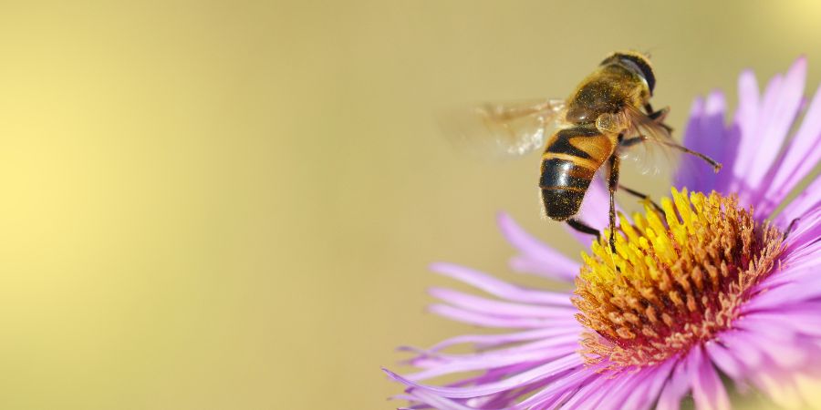 Einjährige, zweijährige und mehrjährige Zierhonigblumen – Pflanzen für Balkon und Garten, ideale Arten für Bienen